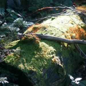 close detail, mossy log in the sunlight